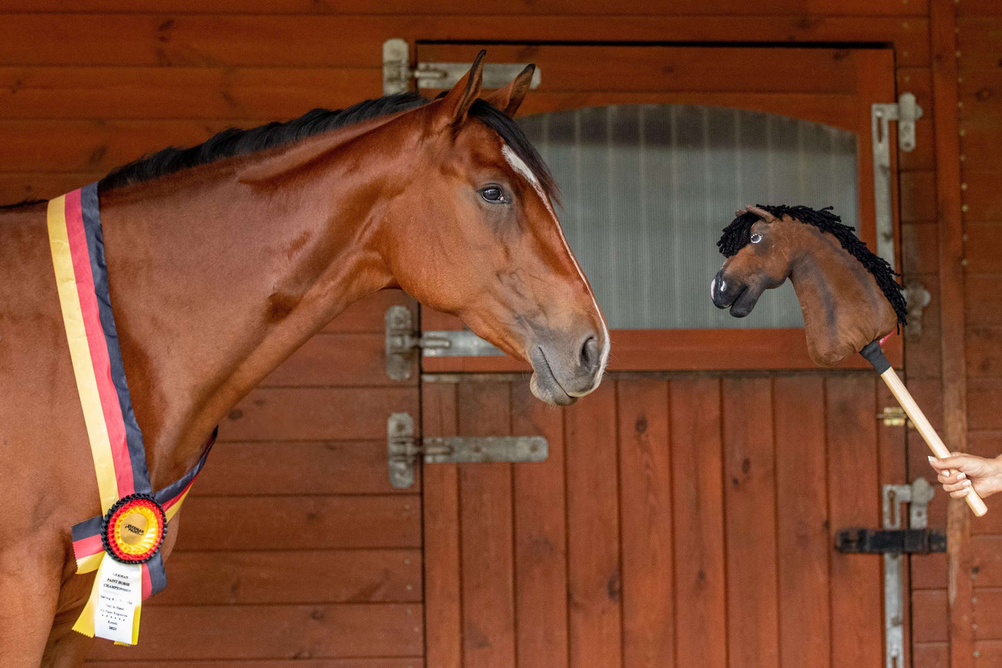 A brown horse with a winner's ribbon looks at a Hobby Horse LarDen "Hobby Horse based on your photo" toy, held by a person, in front of a wooden stable door.