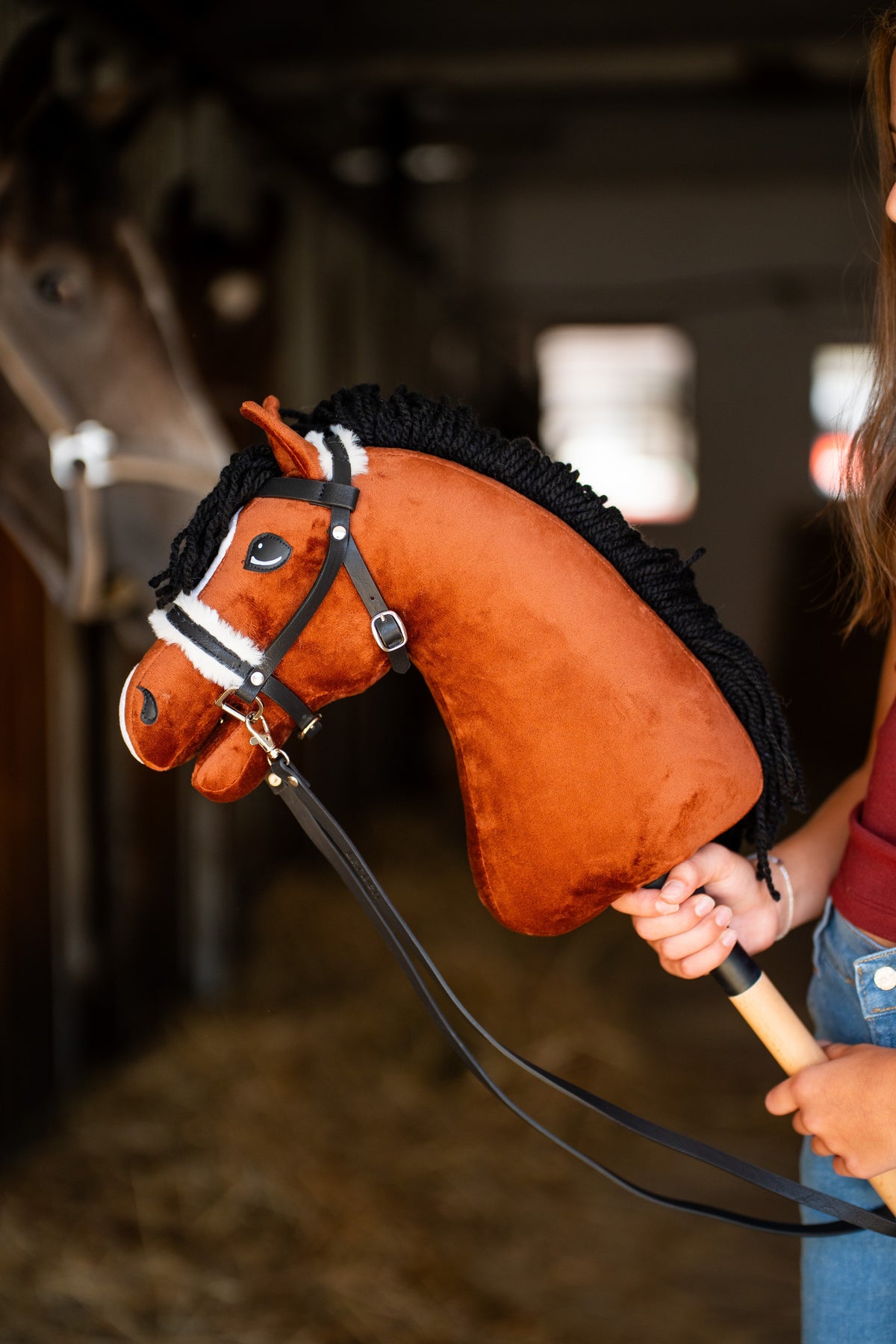 Hobby Horse Rocky with Black Halter held in a stable, with black bridle, reins and white facial markings